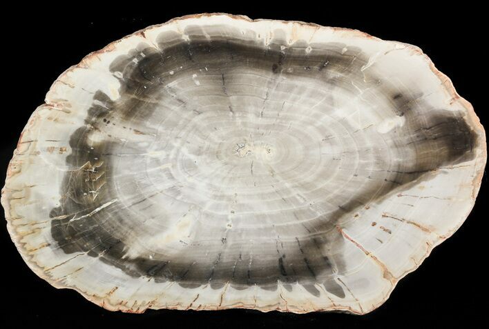 Araucaria Petrified Wood From Madagascar - #47397
